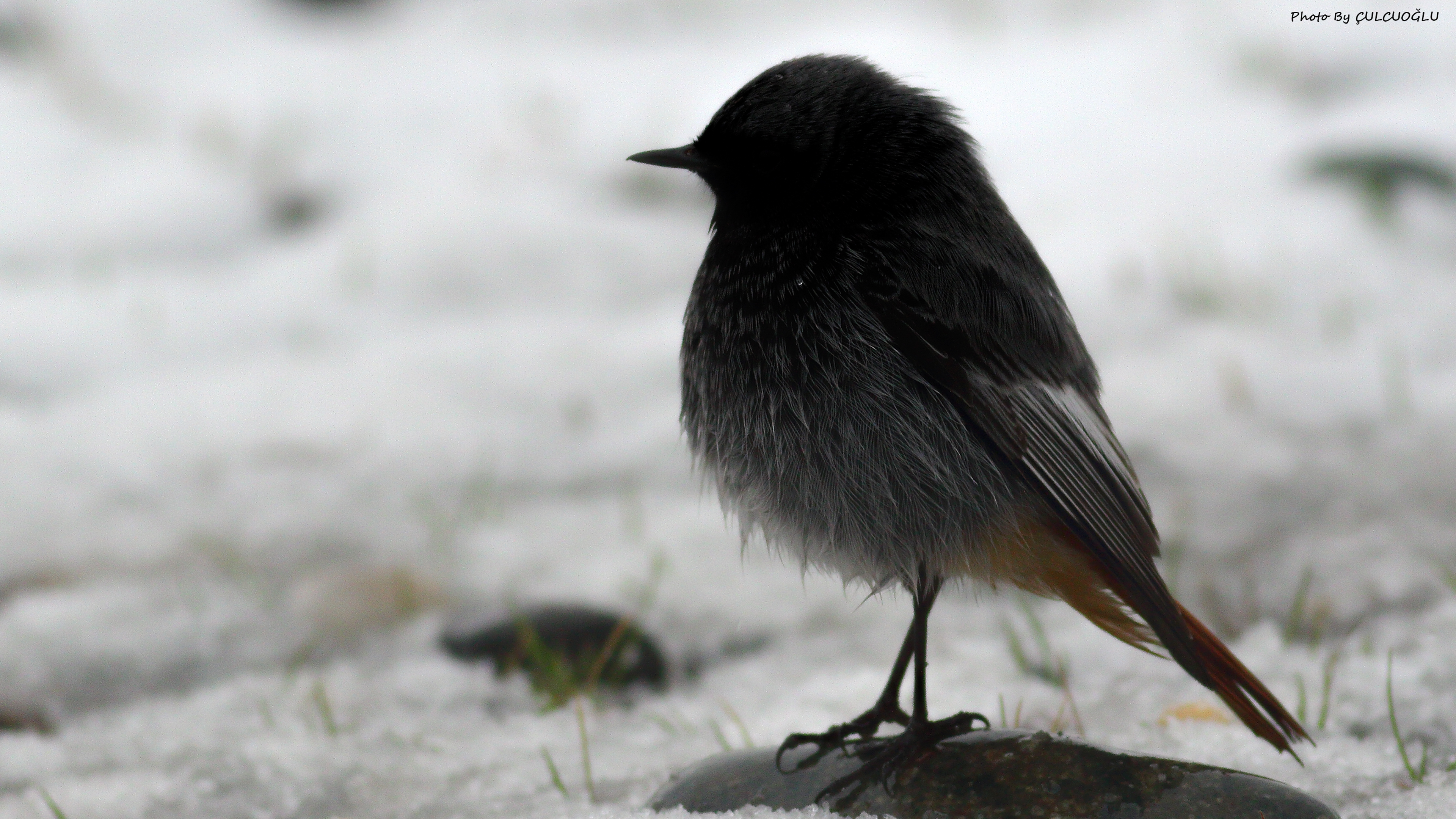 Black Redstart